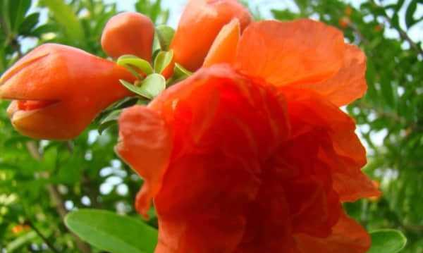 石榴花的神奇寓意（揭秘石榴花的花语与象征意义）