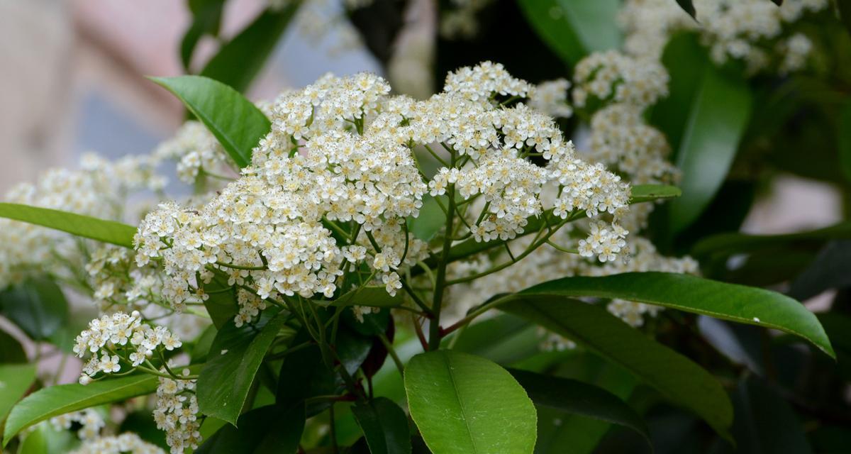 石楠花的花语与意义（探索石楠花的神秘花语）