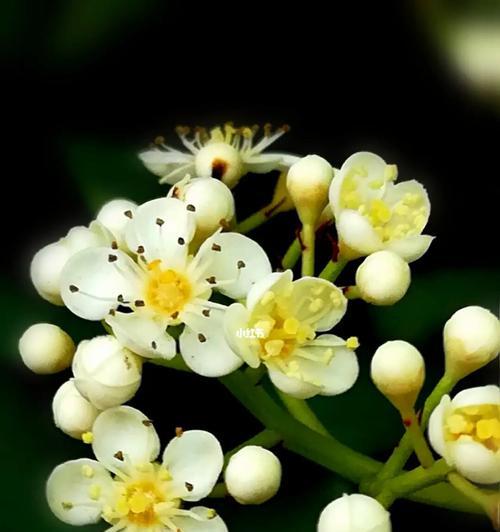 石楠花的花语与意义（探索石楠花的神秘花语）