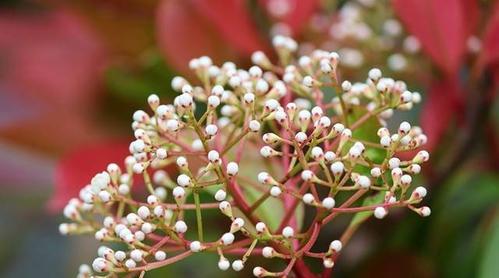 石楠花的花语与意义（探索石楠花的神秘花语）