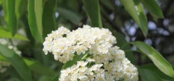 石楠花花语（用鲜花传递心意）