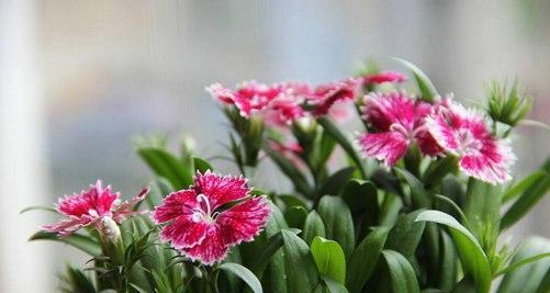 石竹花的花语与寓意（探究石竹花的隐含意义及文化内涵）