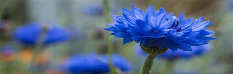 矢车菊花语之美（探索矢车菊花语的神奇魅力）