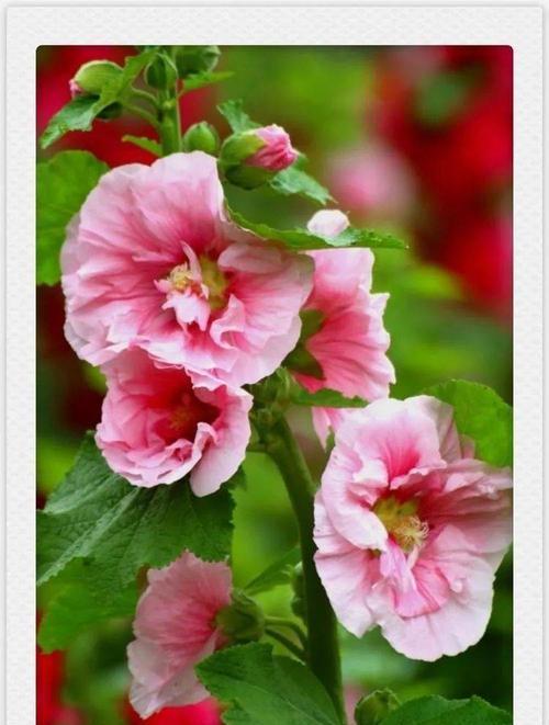 蜀葵花语与象征意义（探索蜀葵花的神秘寓意与美丽象征）