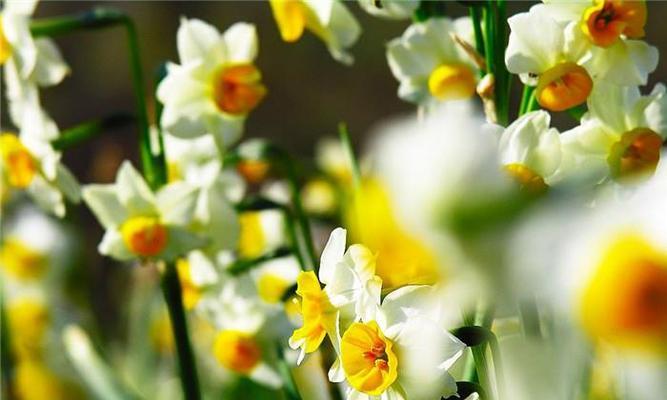 水仙花的真正花语（探寻水仙花背后的深意）