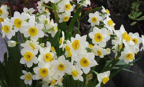 水仙花之美——探寻水仙花的花语与魅力（花语揭示的真谛与寓意）