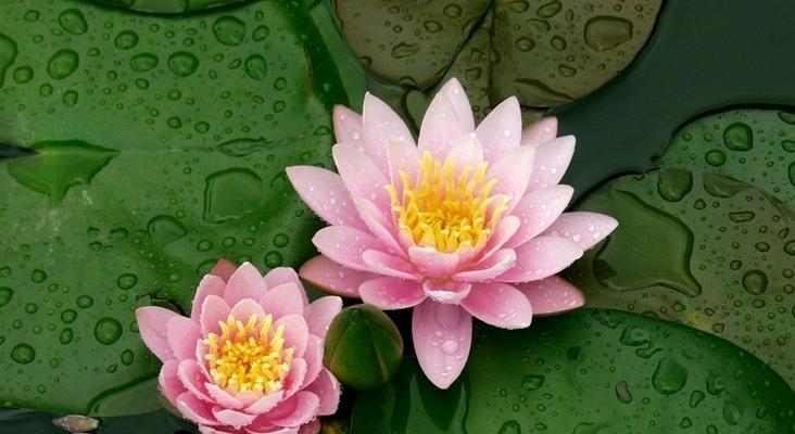 睡莲之美——花语和寓意（解读睡莲的花语与象征意义）