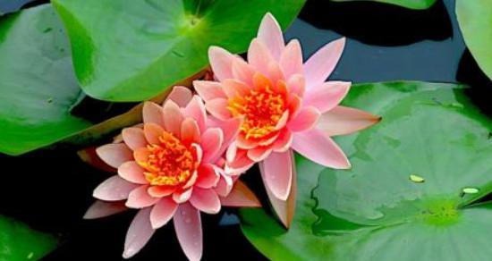睡莲花语的意义与象征（探寻睡莲的深层寓意）