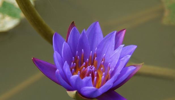 睡莲的花语与象征意义（唤醒梦境之美的花海——揭示睡莲的神秘魅力）