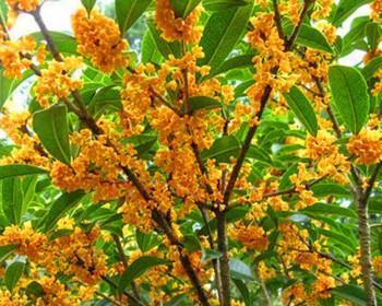 四季桂花的寓意与象征意义（品味四季桂花的丰富内涵）