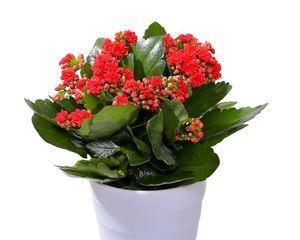 四季花开，盛世绚烂（揽足四时）