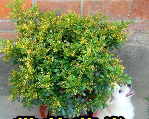 四季花开，盛世绚烂（揽足四时）