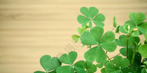 四叶草的象征意义（揭秘四叶草的幸运之谜）