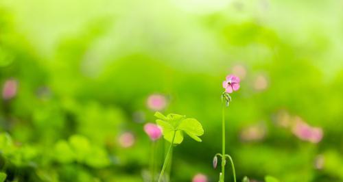 四叶草的寓意与象征意义（探究四叶草的幸运象征及文化内涵）