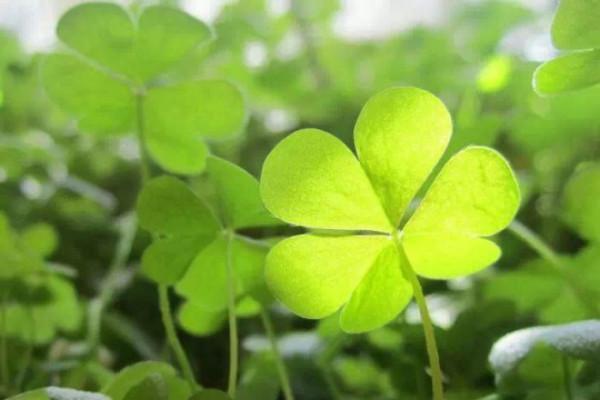 四叶草的爱情花语（四叶草象征爱情、幸运与希望）