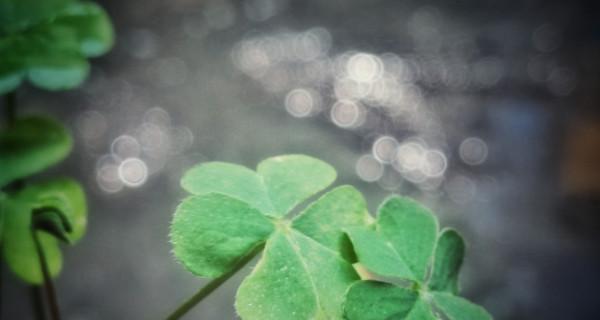 四叶草花语与传说（探寻四叶草的神秘魅力及其所承载的幸运传说）