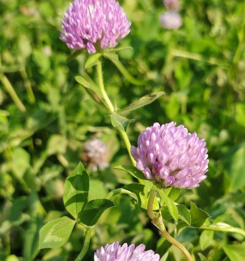 四叶草的寓意和花语（探寻四叶草的意义和魅力）