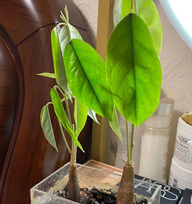 榴莲种子发芽时间长（探究榴莲种子的发芽时间及其影响因素）