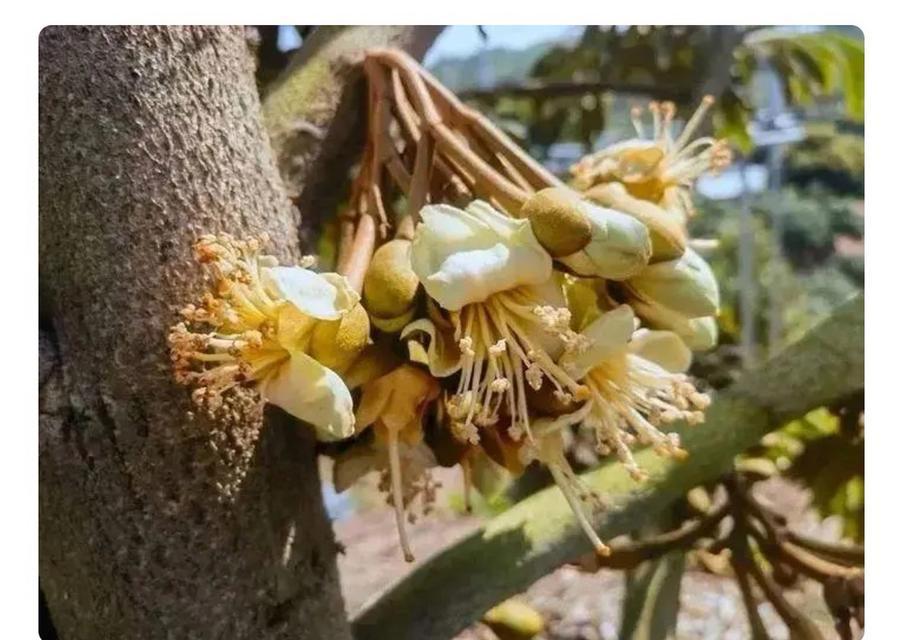 榴莲种子能吃吗（了解榴莲种子的营养价值及食用方式）