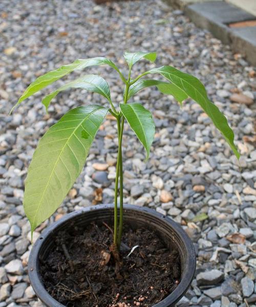如何种植榴莲种子（从选种到成果）