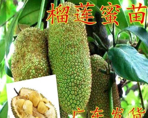 如何种植榴莲种子（从选种到成果）