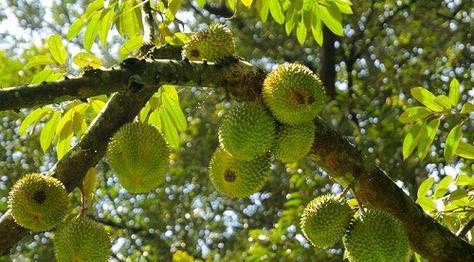 如何种植榴莲籽——榴莲种子栽种方法详解（轻松种出自家榴莲果园）