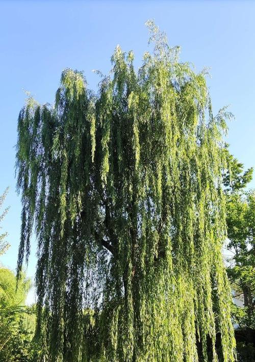 柳树的生长环境及生长地方条件（了解柳树的适生条件）
