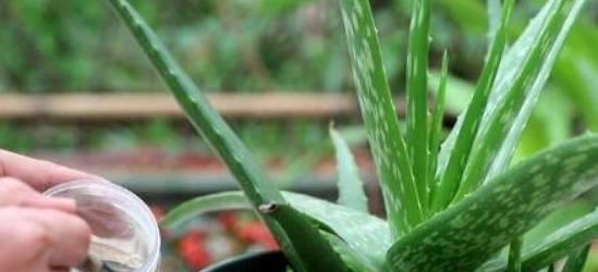 柳树泡的水是否适合浇花（探究柳树泡的水对花卉生长的影响）