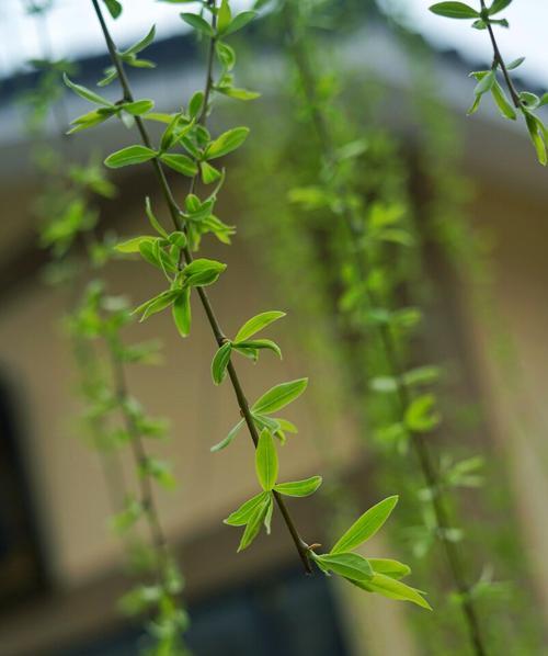 柳树开花的季节和特点（了解柳树开花的时间和特征）