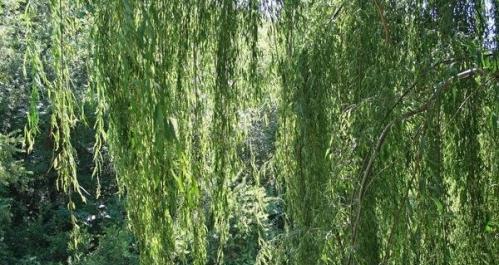 探秘柳树——被子植物的代表之一（了解柳树的特点与分类）