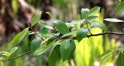 柳树的落叶特点剖析（揭秘柳树落叶的奥秘——落叶植物的代表）