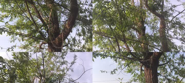 柳树，一种常见的木本植物（探究柳树的分类）