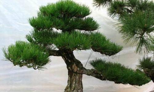 柳树生长探秘（一年能长多高）