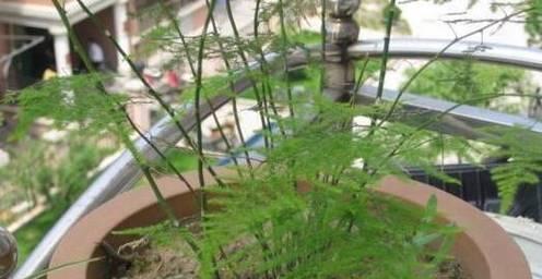 柳树有毒吗（毒性解析）