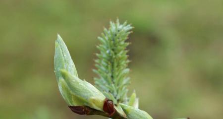 柳芽采摘时间与收获季节（掌握柳芽采摘时间）