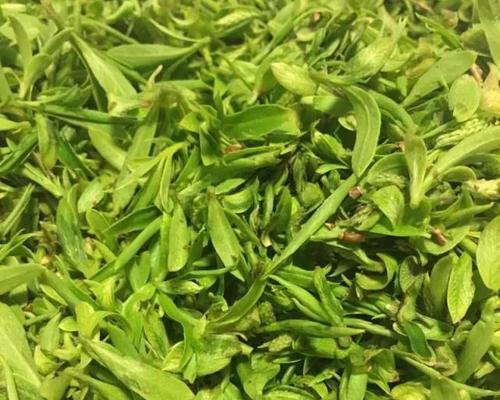 柳芽采摘时间与收获季节（掌握柳芽采摘时间）