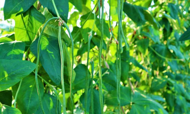 六月份最适合种什么蔬菜（蔬菜种植的小窍门）