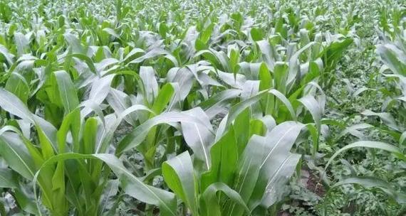 六月种植适宜农作物的选择与方法（掌握六月种植技巧）