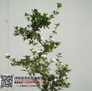 六月雪的神奇功效（解读六月雪的营养价值和药用作用）