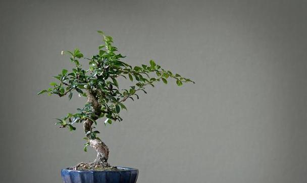 探寻六月雪的花语与寓意（解读六月雪的含义）