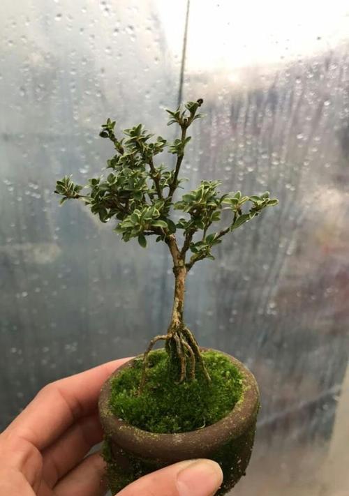 六月雪浇什么水好长得旺盛（探究六月雪浇水的方法与注意事项）