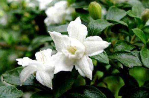六月雪——适合放在卧室的植物（清新美丽）