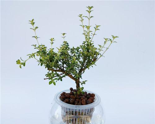 六月雪——适合放在卧室的植物（清新美丽）