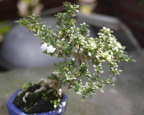 六月雪——适合放在卧室的植物（清新美丽）