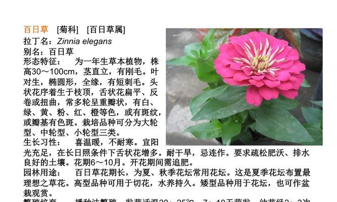 六月雪扦插的时间和方法（教你如何在家中种植六月雪）