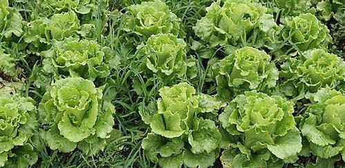 六月中旬适合种什么菜（掌握6月种植蔬菜的窍门）