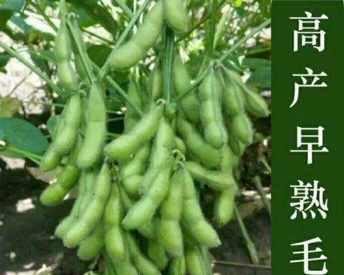 六月中旬适合种什么菜（掌握6月种植蔬菜的窍门）
