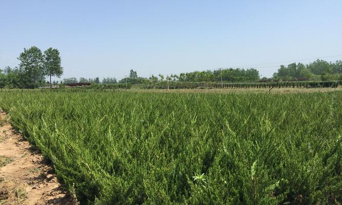 龙柏——神秘的古老植物（探寻龙柏的起源）