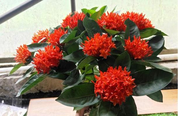龙船花的养殖方法和养护要点（打造美丽花园的秘密武器）