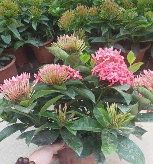 龙船花的修剪与养护（全面了解龙船花的修剪方法与注意事项）